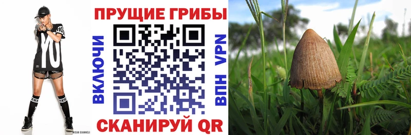 кракен вход  Кашин  Псилоцибиновые грибы MAGIC MUSHROOMS  купить  